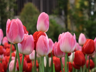 Obraz premium Beautiful pink and red tulips selective focus blur background