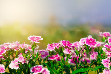 beautiful garden flowers pink with sunshine in the morning and blur background