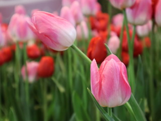 Fototapeta premium Beautiful pink and red tulips selective focus blur background