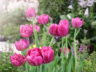 Pink tulip flowers selective focus