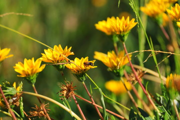yellow wild flowers in the nature