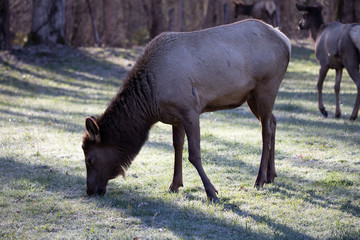 Elk - Great Smoky Mountains National Park