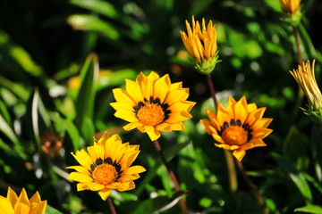 yellow wild flowers in the nature