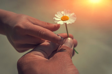  hand giving wild flower with love at sunset. beautiful background