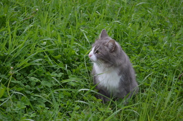 cat, grey cat, cat on a green background, cat in the grass