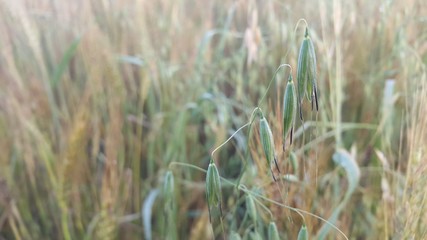 Closeup view of barley spikelets or rye in barley field.
