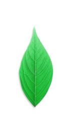 Fototapeta premium green leave isolated on white background