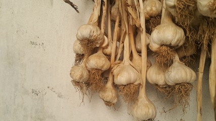 Close-up view of dry garlic bulbs background