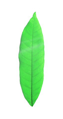 green leave isolated on white background