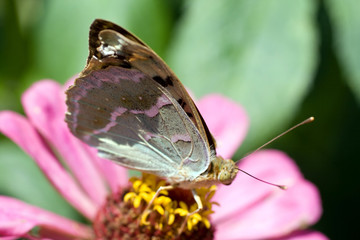 Macro shot of a butterfly on a summer flower