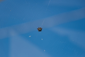 Gasteracantha cancriformis Stachelspinne rot weiß sitzt im Netz in Florida