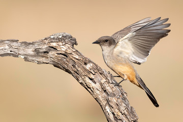 Say's Phoebe (sayornis saya), Rio Grande Valley, Texas