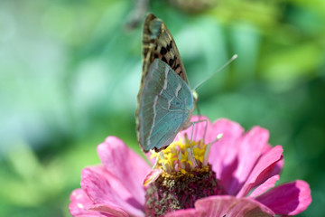 Macro shot of a butterfly on a summer flower