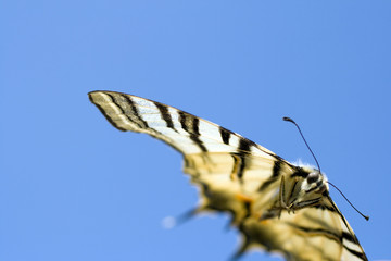 Macro shot of a butterfly on the summer sky