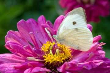 Macro shot of a butterfly on a summer flower