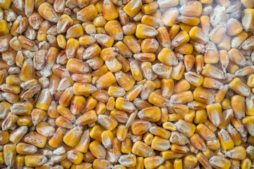 Corn texture. Yellow corns as background. Maize grains texture, harvested corn seed. Corn Surface Texture Top View Close up. Pattern Background. raw fresh corn texture
