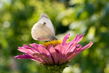 Macro shot of a butterfly on a summer flower