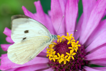 Macro shot of a butterfly on a summer flower