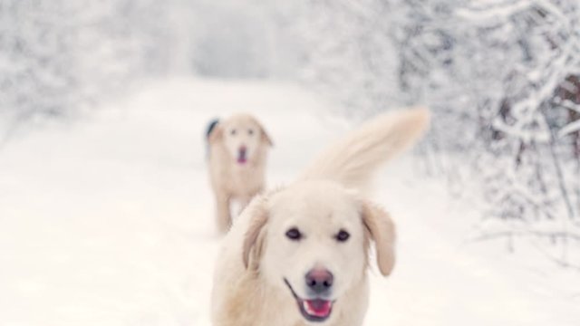 White dogs of the Golden Retriever breed in the winter fairy-tale forest.Day. The snow is falling. They run and play and look like white wolves. Sometimes they are joined by a Dachshund.