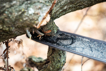 Lumberjack using a Gas-Powered Chain Saw cutting trees