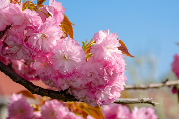 pink cherry blossom close up. spring has sprung. beautiful nature background