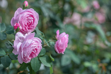 Naklejka na ściany i meble Pink blooming rose flowers in bush in public park