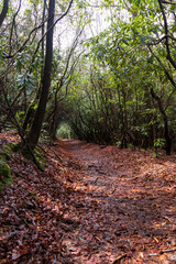Fototapeta na wymiar Hiking Trail with natural canopy
