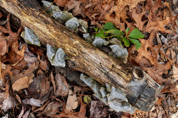 Turkeytail lichen on tree stump in the forest
