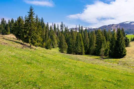 carpathian countryside springtime. coniferous trees on the grass covered rolling hills. mountain with some snow on top in the distance. sunny weather with blue sky and fluffy cloud