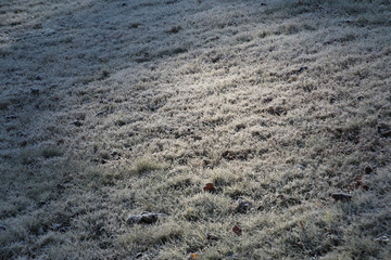 Frosty Field
