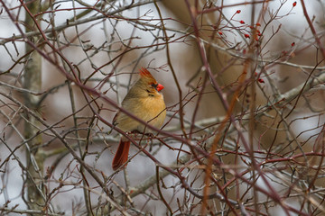 Female Northern Cardinal perched in a thicket in winter