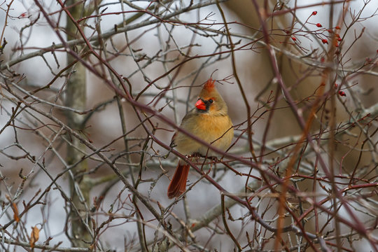 Female Northern Cardinal perched in a thicket in winter