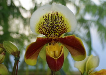 Beautiful purple, yellow and white paphiopedilum orchid flower