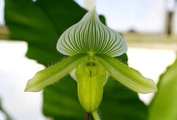 Beautiful lime green and white paphiopedilum orchid flower