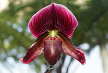 Beautiful purple and white paphiopedilum orchid flower