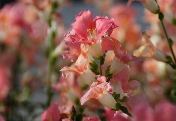 Beautiful pink color of Chantily Bronze Snapgradon flowers