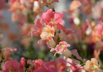 Beautiful pink color of Chantily Bronze Snapgradon flowers