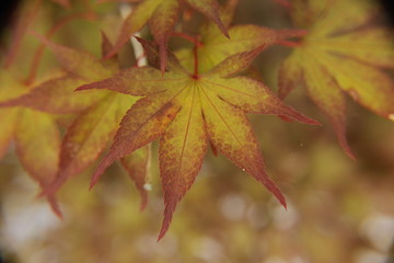 Japanese Maple Tree Leaf 