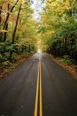 Road lined with trees