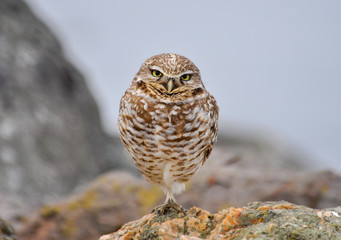 Burrowing Owl in Cesar Chavez Park, Berleley, CA