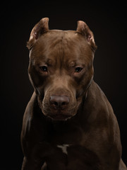 Pit Bull Terrier dog on a dark background. Portrait of a pet in the studio. Serious animal