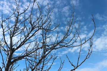 青空と枯れ木