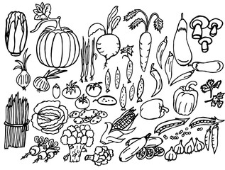  Vector image. Monochrome black and white set of vegetables. Design for covers, coloring books, banners.