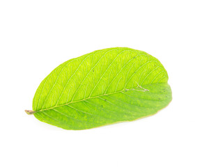 Studio shot fresh picked Asian guava leaf isolated on white