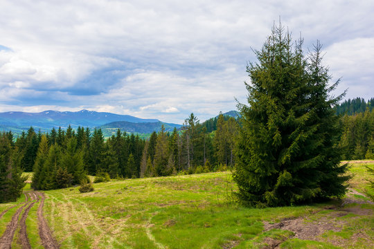 forested hills of Carpathians in spring. spruce trees on the grass covered meadow. borzhava mountain ridge with some snow on the tops in the distance. fresh weather with clouds on the sky