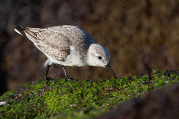 Sanderling Picking through Mossy Rocks