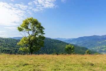 tree on the meadow in mountain scenery. beautiful summer landscape on a sunny day. wonderful weather at high noon with clouds on the blue sky