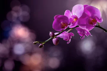 Schilderijen op glas orchideebloem op een wazige paarse achtergrond. Valentijn wenskaart. liefde en passie concept. mooie romantische bloemencompositie. © Pellinni