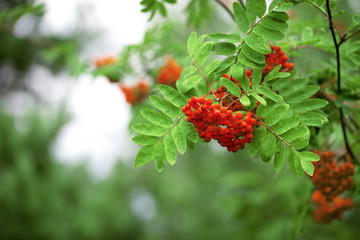 Bright red berries of mountain ash close up