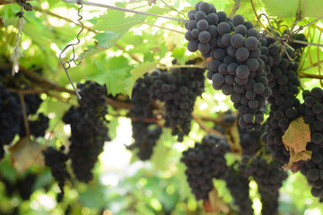 Grapes and grapevine at a vineyard in Brazil